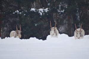 Экскурсия в парк Беремицкое